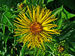 Inula helenium 003.JPG