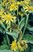 Inula helenium 4-169-31-1-3.jpg