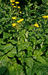 Inula helenium prg 1.jpg