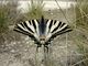 Iphiclides feisthamelii (Duponchel, 1832)