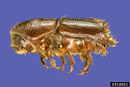 Ips calligraphus IPM2516021.jpg