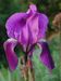 Iris-germanica Biel-4 BIB.jpg