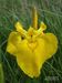 Iris-pseudacorus Biel-3 BIB.jpg