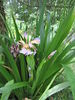 Iris foetidissima-flower-6.jpg