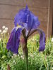 Iris germanica old form 02.jpg