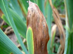 2. Iris hybrida hort. leaf infected with fungus Heterosporium gracile (Image by G. Pestsov)