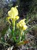 Iris lutescens1.jpg