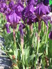 Iris pumila 02.jpg