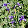 Iris ruthenica - Fleurs.jpg