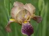 Iris squalens 250503.jpg