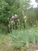 Iris squalens 270512.jpg