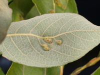 Gallen von Iteomyia major an der Sal-Weide, Blattunterseite (Foto: Siegfried Kehl)