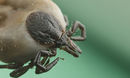 Ixodes ricinus.jpg