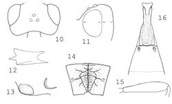 Figures 10–16. Synaldis cauca sp. n.: 10 head in dorsal view 11 head in lateral view 12 mandible 13 paraclypeal pit 14 propodeum 15 hind femur 16 tergites 1–2.