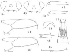 Figures 41–50. 41–47 Blacus (Tarpheion) latestigma sp. n.:41 head in dorsal view 42 hind femur 43 claw 44 distal part of right fore wing 45 first subdiscal cell 46 hind wing: M+CU + 1–M+cu–a 47 tergites 1–2. 48–50 Blacus (Tarpheion) erugatus van Achterberg: 48 distal part of right fore wing 49 head in dorsal view 50 hind femur.