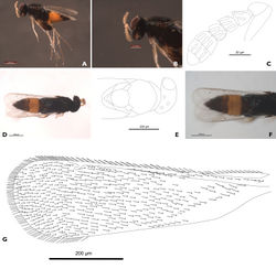 Figure 4. Elasmus curticornis, holotype. Lateral view A close-up of head B antenna, diagram (setae omitted) C dorsal view D dorsal view, diagram (E) forewing F forewing diagram showing setal pattern G.