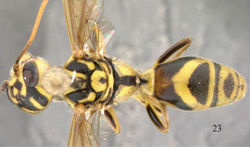 Figure 23. Trigonalys maculifrons, female, dorsal view.