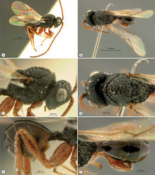 Figure 4. Paramblynotus behara sp. n., holotype female. A lateral habitus B dorsal habitus C head and mesosoma, lateral view D head and mesosoma, dorsal view E metasoma, lateral view F metasoma, dorsal view.