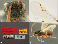 Figure 5. Paramblynotus behara sp. n., holotype female. A face, anterior view B forewing C labels. Paratype female (Bekily) D habitus, lateral view.