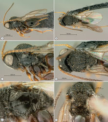 Figure 14. Paramblynotus bayangensis sp. n., holotype female. A lateral habitus B dorsal habitus C head and mesosoma, lateral view D head and mesosoma, dorsal view E mesopleuron F scutellum and propodeum, posterior-dorsal view.