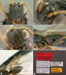 Figure 15. Paramblynotus bayangensis sp. n., holotype female. A head, anterior view B vertex dorso-lateral view C head ventro-lateral view D propodeum and metasoma lateral view E wings F labels.