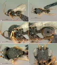 Figure 16. Paramblynotus bayangensis sp. n., paratype male. A lateral habitus B dorsal habitus C head and mesosoma, lateral view D propodeum and metasoma lateral view E head and mesosoma, dorsal view F head anterior view.