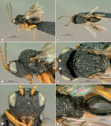 Figure 18. Paramblynotus dzangasangha sp. n., holotype female. A lateral habitus B dorsal habitus C head and mesosoma, lateral view D head and mesosoma, dorsal view E head, anterior view F scutellum and propodeum, posterior-dorsal view.