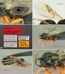 Figure 19. Paramblynotus dzangasangha sp. n., holotype female. A propodeum and metasoma lateral view B wings C labels. Paratype, male. D lateral habitus E dorsal habitus F head and mesosoma, lateral view.