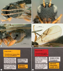 Figure 20. Paramblynotus dzangasangha sp. n., paratype male. A head and mesosoma, dorsal view B head, anterior view C propodeum and metasoma, lateral view D wings E labels. Paramblynotus matele sp. n., holotype female F labels.