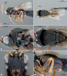 Figure 25. Paramblynotus parinari, holotype female. A lateral habitus B dorsal habitus C head and mesosoma, lateral view D head and mesosoma, dorsal view E head anterior view F metasoma, lateral view.