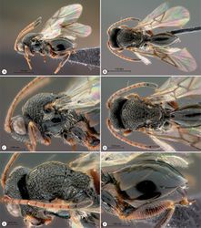 Figure 26. Paramblynotus ruvubuensis sp. n., holotype female. A lateral habitus B dorsal habitus C head and mesosoma, lateral view D head and mesosoma, dorsal view E hed and mesosoma, dorso-lateral view F metasoma, lateral view.