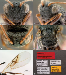 Figure 27. Paramblynotus ruvubuensis sp. n., holotype female. A head, anterior view B head, antero-lateral view C head, dorsal view D scutellum and propodeum, dorsal view E forewing F labels.