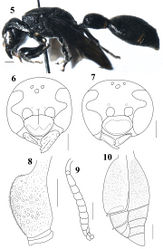 Figures 5–10. Discoelius emeishanensus Zhou and Li, sp. n. 5 general habitus (lateral view), ♀ 6 frons and clypeus, ♀ 7 frons and clypeus, ♂ 8 metasomal segment 1 (lateral view), ♀ 9 antenna (lateral view), ♂ 10 metasomal segments 2-6 (lateral view), ♀. Scale bar: 1mm.