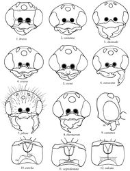 Figures 1–12. 1–8 Front view of male head. 9 Lateral view of male head 10–12 Ventral view of female head. Abbreviations: LID = least interocular distance, OcC = occipital carina; OOL = ocellocular distance, THC = transverse hypostomal carina, UID = upper interocular distance.