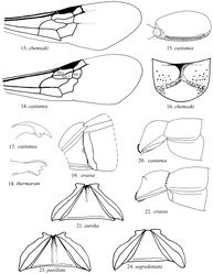 Figures 13–24. 13, 14 Male forewing. 15 Ventral view of male hindcoxa 16 Dorsal view of male propodeum 17 dorsal view of male mandible 18 lateral view of mandible 19 Ventral view of male metasomal sterna I-II 20, 22 Lateral view of male metasomal segments I and II 21, 23, 24 Ventral view of female metasomal sternum I. Abbreviations: SM-1, 2, 3 = submarginal cells 1–3.