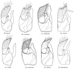 Figures 49–56. Lateral view of male genital capsule.