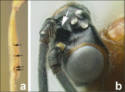 Figure 3. a fore leg of Agathacrista sp. showing pegs or spines b dorsolateral head of Agathacrista sp. showing interantennal crest.