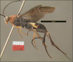 Figure 5. Agathacrista depressifera lateral habitus.