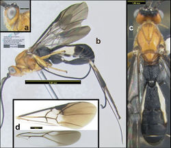 Figure 6. Agathacrista krataei. a lateral head b lateral habitus c dorsal habitus d wings.