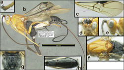 Figure 7. Agathacrista sailomi. a tarsal claw b lateral habitus c fore wing d anterolateral head e lateral head f dorsal mesosoma g dorsal propodeum h dorsal metasoma.