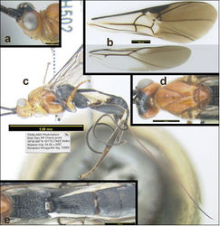 Figure 8. Agathacrista winloni. a lateral head b wings c lateral habitus d dorsal head and mesosoma e dorsal propodeum and metasomal median tergites 1–3.