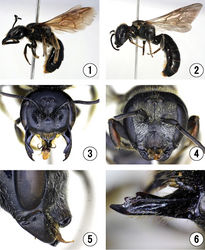 Figures 1–6. Lasioglossum (Acanthalictus) dybowskii (Radoszkowski). 1–2 lateral habitus 3–4 head in frontal view 5 clypeus in lateral view 6 teeth of mandible. 1, 3, 6 female; 2, 4, 5 male.