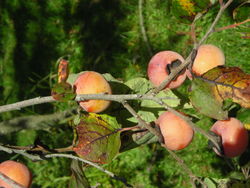 alt=Description de l'image John Rick persimmons (7174210308).jpg.