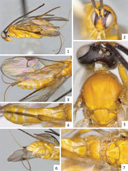 Figures 1–7. Sendaphne anitae, female holotype. 1 Habitus, lateral view 2 Head, frontal view 3 Fore wing 4 Metasoma, dorsal view 5 Head and mesosoma (partially) lateral view 6 Metasoma, ventro-lateral view 7 Mesosoma and metasoma (partially) dorsal view.