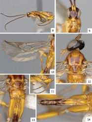 Figures 8–14. Sendaphne sulmo, male specimen from Mexico. 8 Habitus, lateral view 9 Head, frontal view 10 Fore wing 11 Meso- and metasoma (partially), lateral view, and hind legs 12 Head and mesosoma, dorsal view 13 Meso- and metasoma (partially), dorsal view 14 Metasoma, dorsal view.