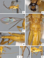 Figures 15–22. Sendaphne dianariaspennae, female holotype. 15 Habitus, lateral view 16 Head, frontal view (some inclination downwards) 17 Fore wing 18 Propodeum and metasoma, dorsal view 19 Meso- and metasoma (partially), dorsal view. 20–22: Details of the ovipositor, ovipositor sheaths, and hypopygium.