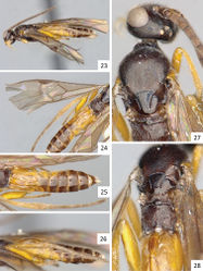 Figures 23–28. Sendaphne broadi, male holotype. 23 Habitus, lateral view 24 Fore wing 25 Metasoma, dorsal view 26 Metasoma, lateral view 27 Head and mesosoma (partially), dorsal view 28 Mesosoma and T1-T2, dorsal view.