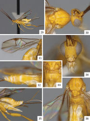 Figures 29–36. Sendaphne jatai, female specimen from Brazil. 29 Habitus, lateral view 30 Head and mesosoma (partially), dorso-lateral view 31 Fore wing 32 Metasoma, dorsal view 33 Scutellar disc, propodeum and T1 (partially), dorsal view 34 Head, frontal view 35 Metasoma, lateral view 36 Mesosoma and metasoma (partially), dorsal view.