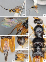 Figures 37–44. Sendaphne bennetti, male holotype. 37 Habitus, lateral view 38 Habitus, dorsal view 39 Fore wing 40 Head and mesosoma (partially), dorsal view 41 Head, fronto-lateral view 42 Metasoma, dorsal view 43 Metasoma, lateral view 44 Scutellar disc, propodeum and T1-T2 (partially), dorsal view.