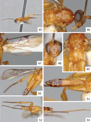 Figures 45–53. Sendaphne olearus, female specimen from Brazil. 45 Habitus, lateral view 46 Head and mesosoma, lateral view 47 Fore wing 48 Head, frontal view 49 Mesosoma and T1, dorsal view 50 Mesosoma and metasoma (partially), dorsal view 51 Metasoma, dorsal view 52 Metasoma, lateral view 53 Details of the ovipositor and ovipositor sheaths.